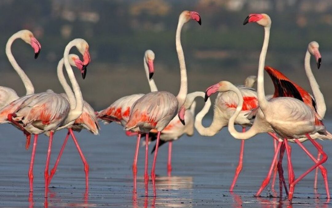 FLAMENCOS VUELVEN AL NIDO EN LA LAGUNA DE TORREVIEJA